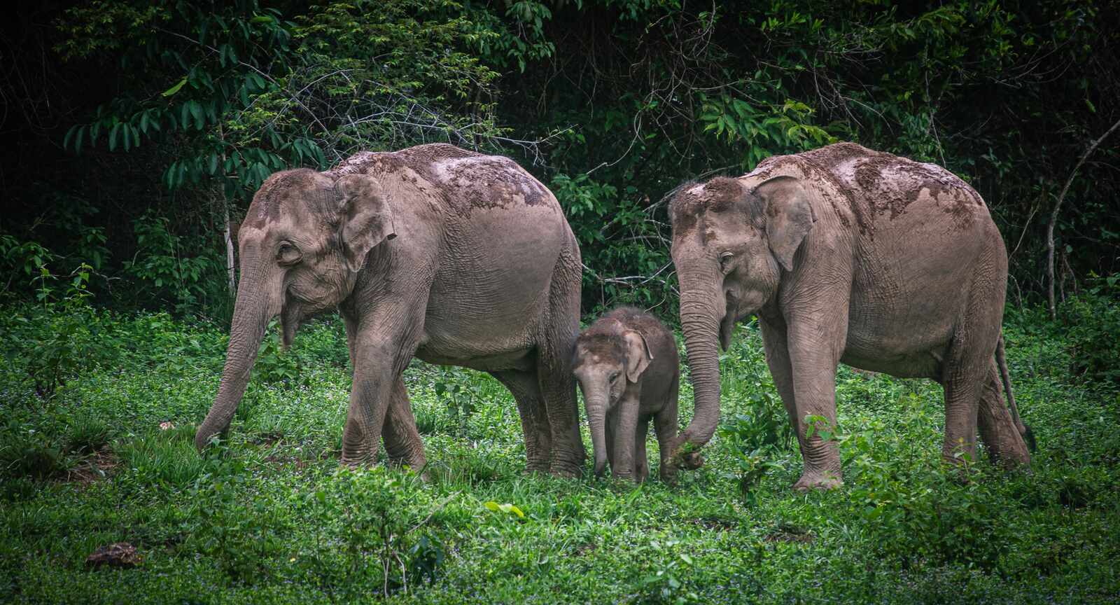 Wild elephants in Kui Buri National Park. 